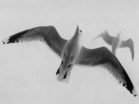 Ausstellung „Ob die Möwen manchmal an mich denken?“